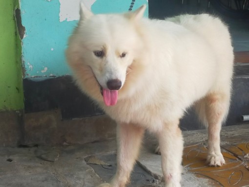 Tăng cường phòng, chống bệnh dại trên động vật