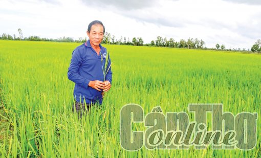 Cờ Đỏ chủ động chăm sóc, bảo vệ lúa thu đông