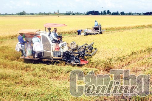 Thới Lai tháo gỡ khó khăn, tiếp tục duy trì tăng trưởng