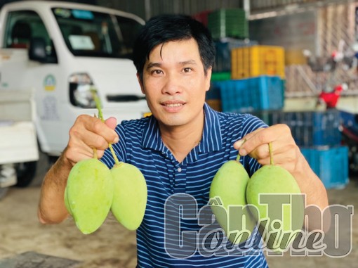 Câu chuyện xuất khẩu xoài ở HTX Tịnh Thới