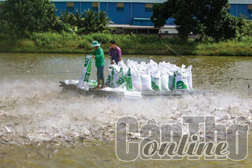 Thốt Nốt:  Hộ dân nuôi cá tra thu lợi nhuận từ 1.000-2.000 đồng/kg