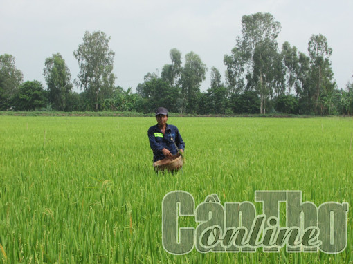 Vụ lúa thu đông ở Vĩnh Thạnh