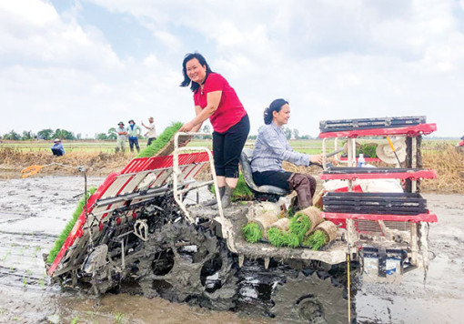 Nỗ lực thu hẹp khoảng cách năng suất lúa gạo, giảm tác động tới môi trường tại châu Á