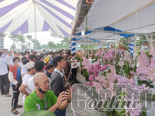 Hơn 450 tác phẩm tham gia Hội thi và triển lãm hoa lan mở rộng TP Cần Thơ năm 2022