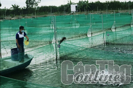 Nuôi trồng thủy sản theo quy hoạch, đáp ứng tiêu chuẩn vệ sinh an toàn thực phẩm