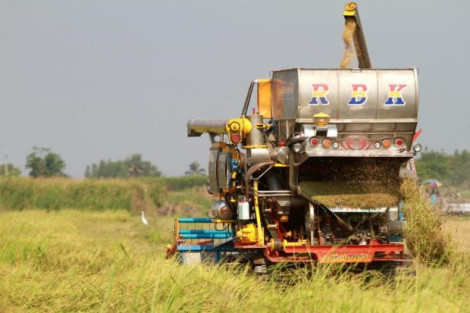 Thái Lan dự chi 4 tỉ USD để hỗ trợ kế hoạch thu mua lúa gạo