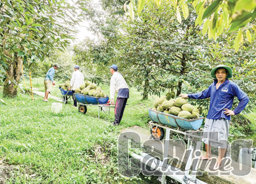 Áp dụng cơ giới vào sản xuất cây ăn trái chưa đáp ứng yêu cầu