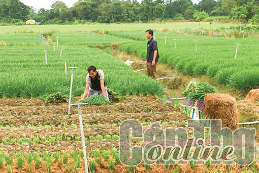 Trồng hẹ giúp nâng cao thu nhập