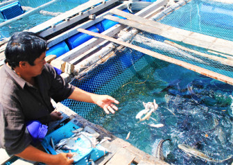 Cà Mau: Điều tra nguyên nhân cá bớp nuôi lồng bè chết ở Hòn Chuối