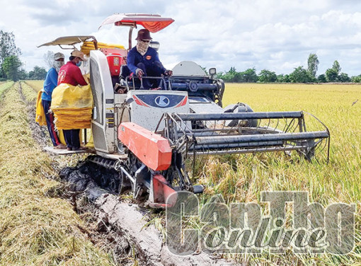 Giá lúa thu đông sớm giảm, nông dân gặp khó!