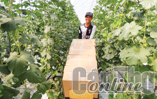 Hợp sức đưa nông nghiệp ĐBSCL vượt thách thức, phát triển bền vững