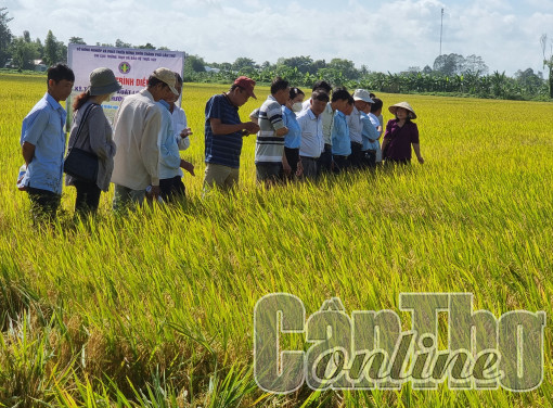 Hỗ trợ nông dân sản xuất lúa theo hướng hữu cơ