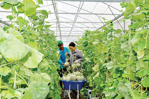 Ðộc đáo mô hình trồng dưa lưới bằng chuối chín, sữa tươi