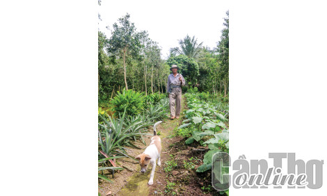 Vật nuôi và các loài cây đồng hành cùng cư dân thời khẩn hoang