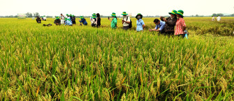 Hỗ trợ nông dân sản xuất lúa gạo bền vững, đạt chuẩn quốc tế