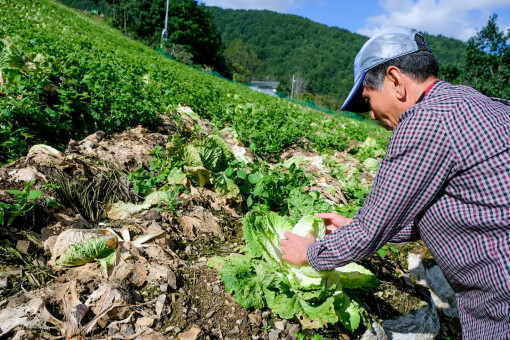 Hàn Quốc khủng hoảng kim chi