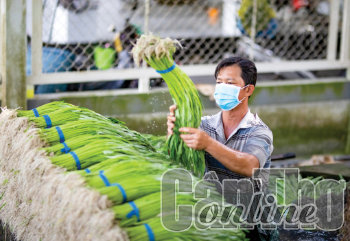 23% HTX nông nghiệp bán hàng trên nền tảng thương mại điện tử