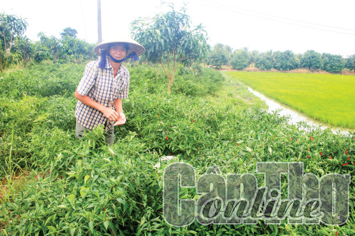 Giá ớt giảm mạnh