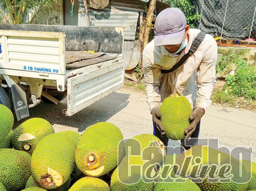 Mít Thái bán được giá cao