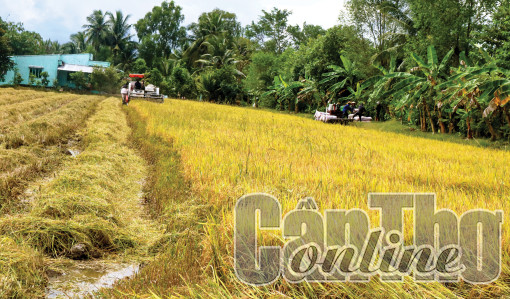 Giá lúa tăng trở lại