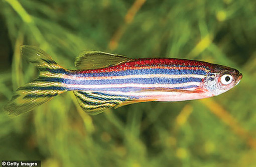 “Hoóc-môn yêu thương” có thể chữa lành tổn thương tim