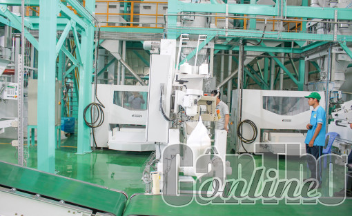 Nâng cao chất lượng lúa gạo đáp ứng yêu cầu xuất khẩu