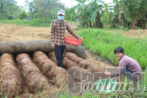 Phụ phẩm rơm rạ - nguồn lợi to lớn