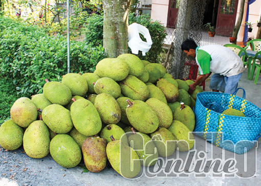 Giá mít Thái giảm trở lại