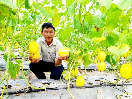 ដាំ​ត្រ​សក់​កូរ៉េ​ ក្នុង​រោង​សំ​ណាញ់​