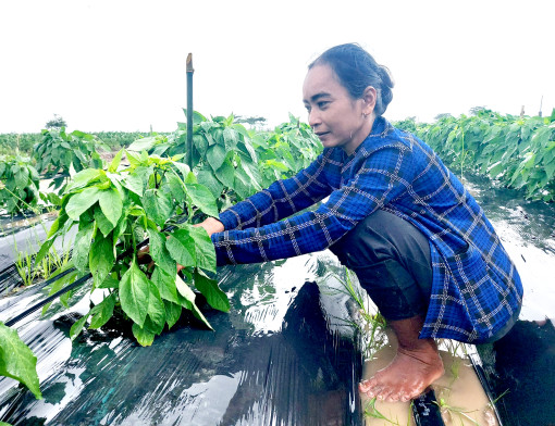 ឈាន​ឡើង​ធូរ​ធារ​ផ្ដើម​ពីការ​ដាំ​ដំណាំ​