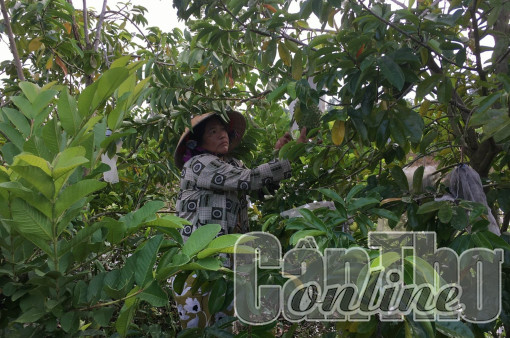 Cần lao khởi nghiệp