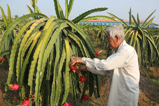 Phát triển vùng chuyên canh cây ăn trái trên 10.390ha