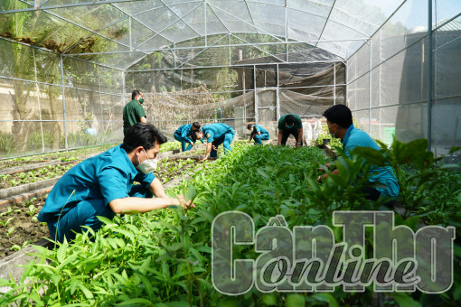 Các Ban Chỉ huy Quân sự quận tăng gia sản xuất hơn 2,2 tỉ đồng