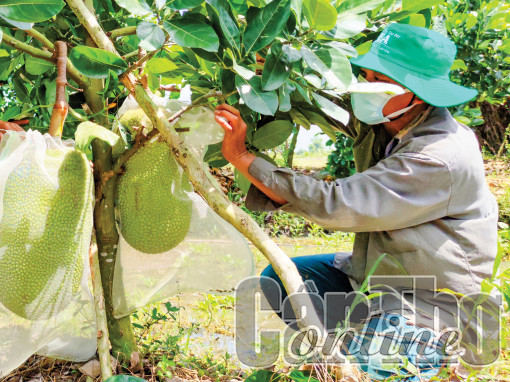 Giá mít Thái giảm mạnh