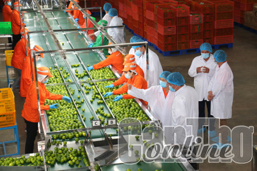 The Fruit Republic Cần Thơ nỗ lực thúc đẩy tiêu thụ, xuất khẩu trái cây vùng ĐBSCL