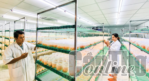 Phát triển sản phẩm OCOP từ nấm đông trùng hạ thảo