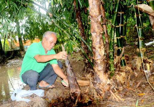 ដាំ​ឫ​ស្សី​ទំ​ពាំង​ផ្អែម​