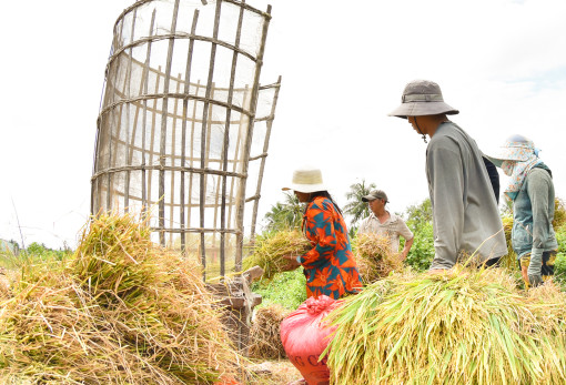 Thu hoạch lúa kiểu xưa của nông dân biên giới