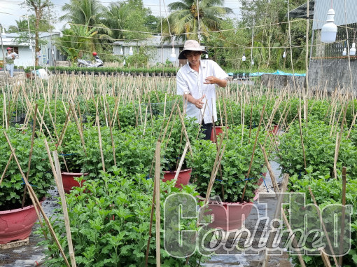 Hợp tác xã hoa kiểng Tân Long A sản xuất nhiều loại hoa cúc phục vụ Tết