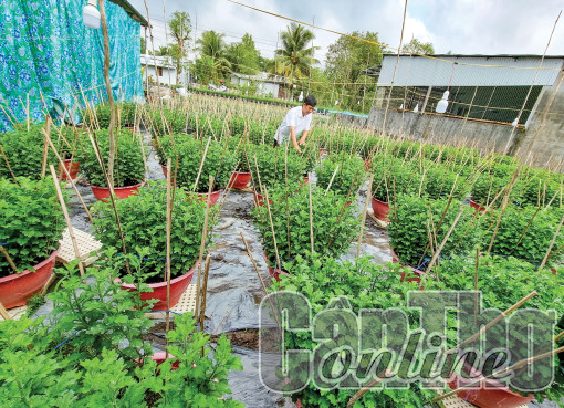 Nhà nông tích cực chuẩn bị mùa Tết