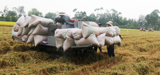 Kết nối cung cầu, thúc đẩy sản xuất tiêu thụ lúa gạo theo chuỗi tại vùng ĐBSCL