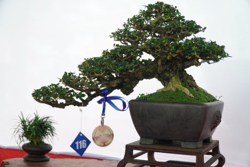 Gần 1.000 tác phẩm tham gia Hội thi Sinh vật cảnh miền Nam mở rộng