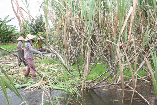 Giảm mạnh vùng mía nguyên liệu