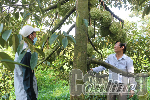 Hỗ trợ nông dân phát triển sản xuất và tiêu thụ sầu riêng