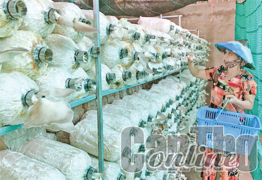 “Lương duyên” với nấm bào ngư