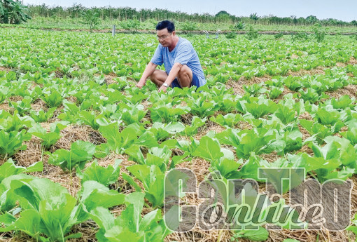 Cờ Đỏ tập trung sản xuất rau màu và trái cây vụ Tết