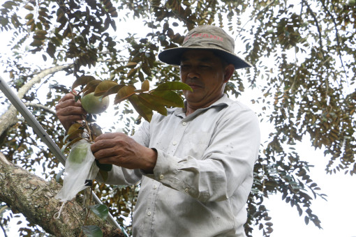 Liên kết phát triển nông nghiệp xanh, nông nghiệp tuần hoàn tại ĐBSCL