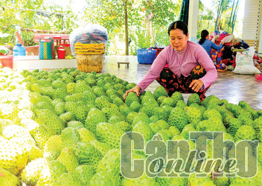 Mãng  cầu xiêm bán được giá cao