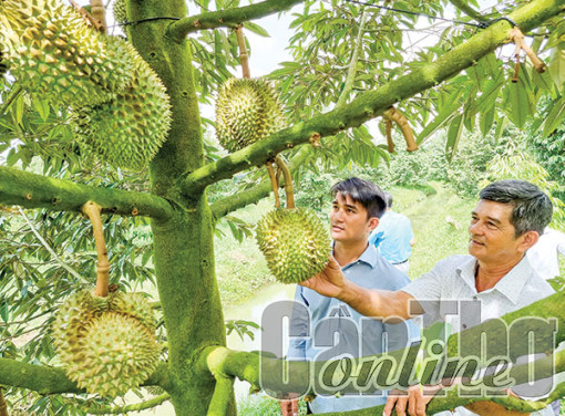 Hỗ trợ nông dân trồng cây ăn trái xây dựng mã số vùng trồng