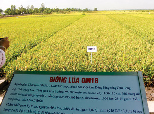 Ðẩy mạnh nghiên cứu, thương mại hóa các giống lúa chất lượng cao, đặc sản